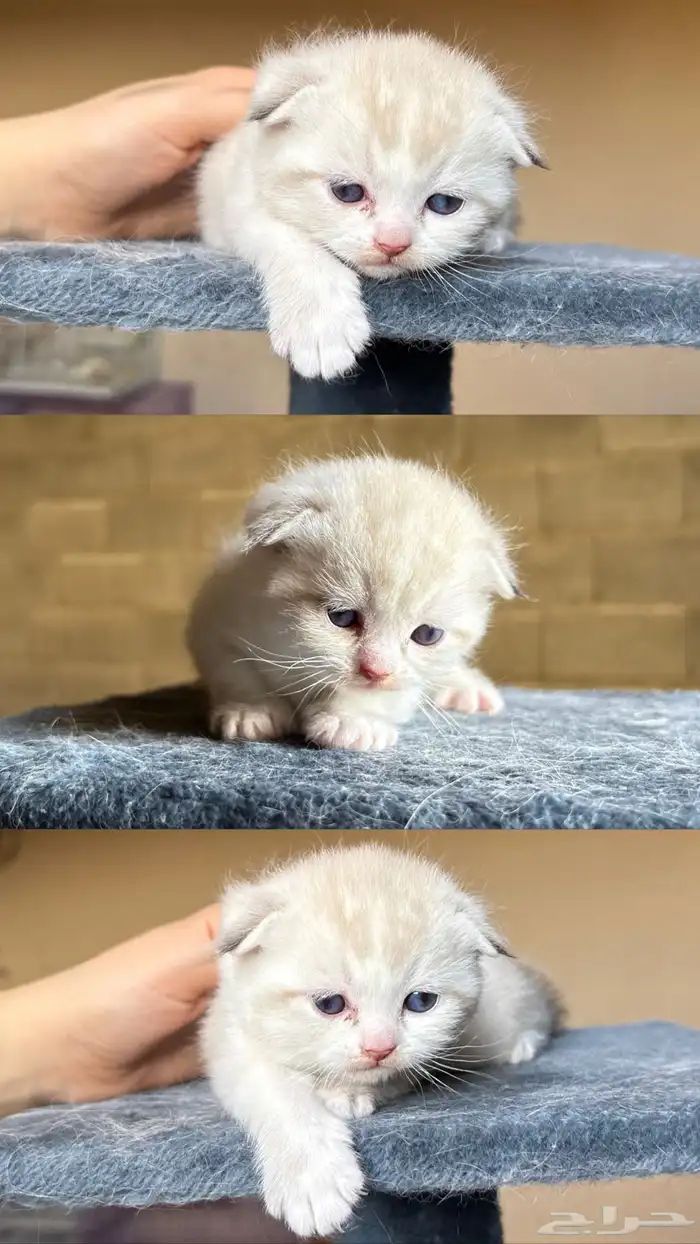 قطط سكوتش فولد 1