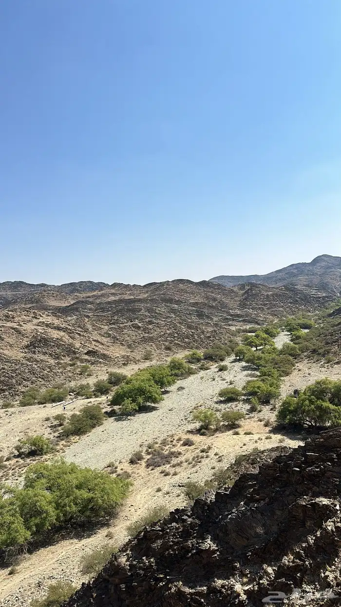 عسل سدر صافي 4