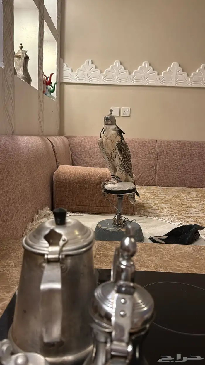 طير حر مثلوث 2