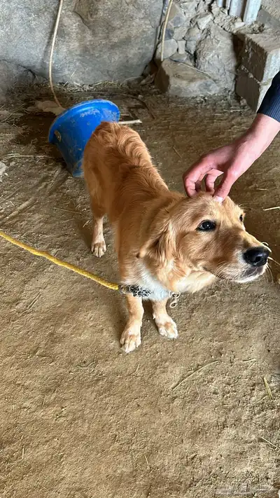 كلب جولدن index