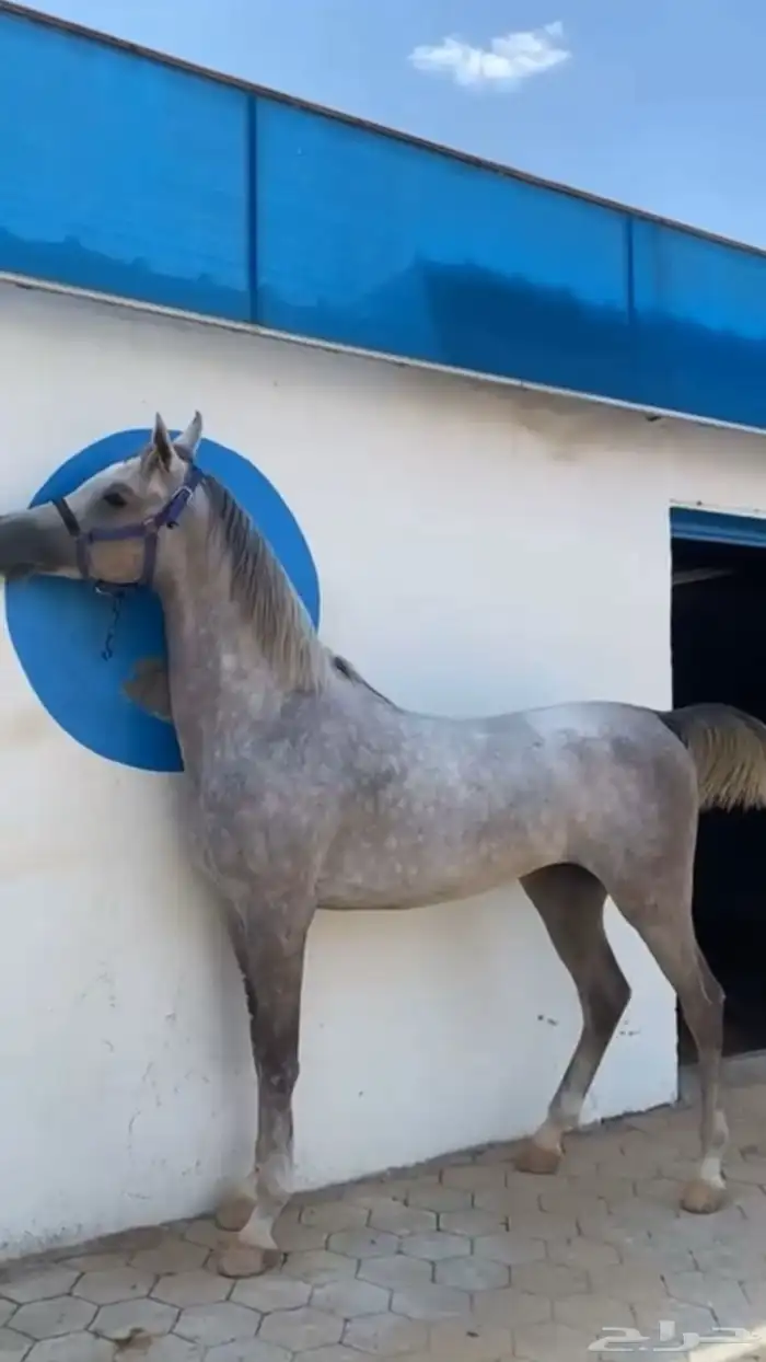 حصان شعبي من النوادر رفع وجباره وباقي مهر 0