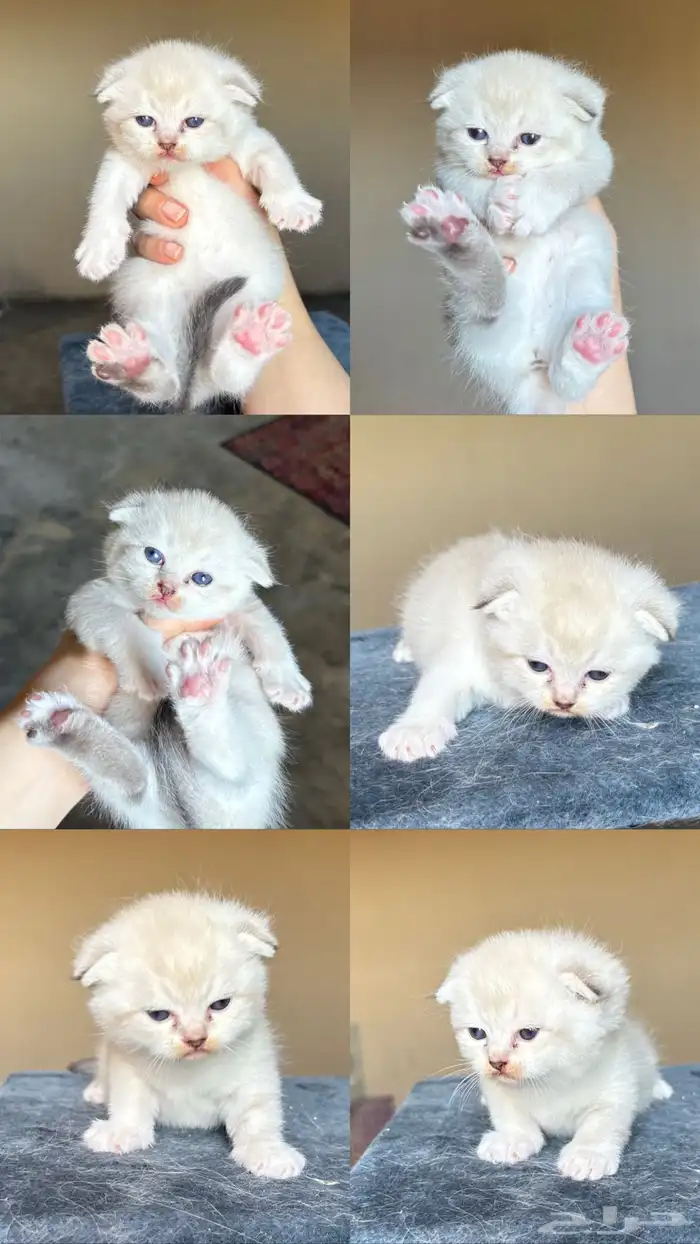 قطط سكوتش فولد 2