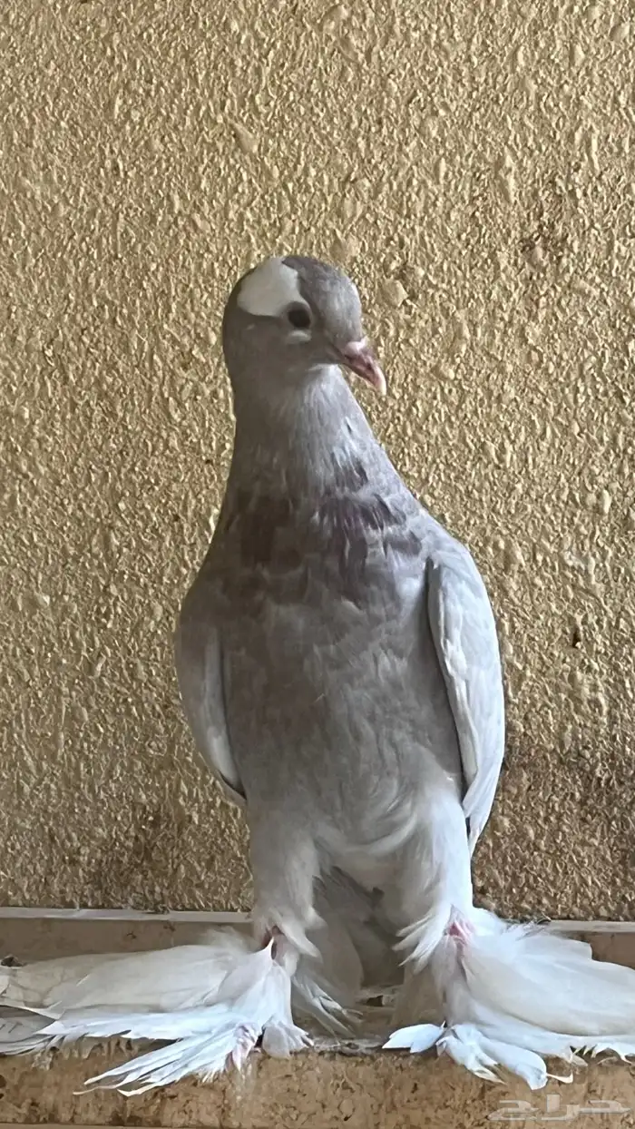 حمام زينه 10 حبات ب110 ريال 0