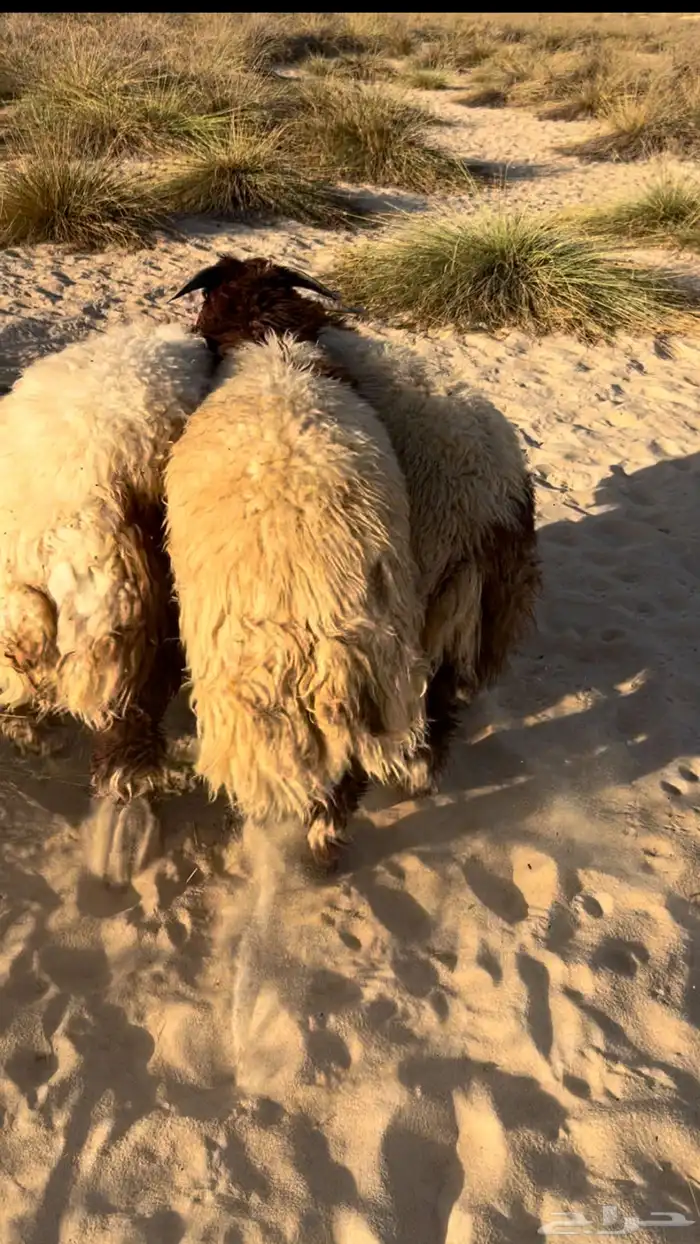 خرفان نعيم بلدي فاخره 0