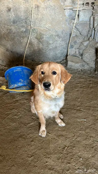 كلب جولدن index