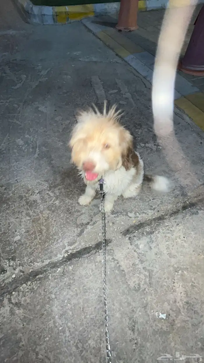 كلب الليف للبيع 0