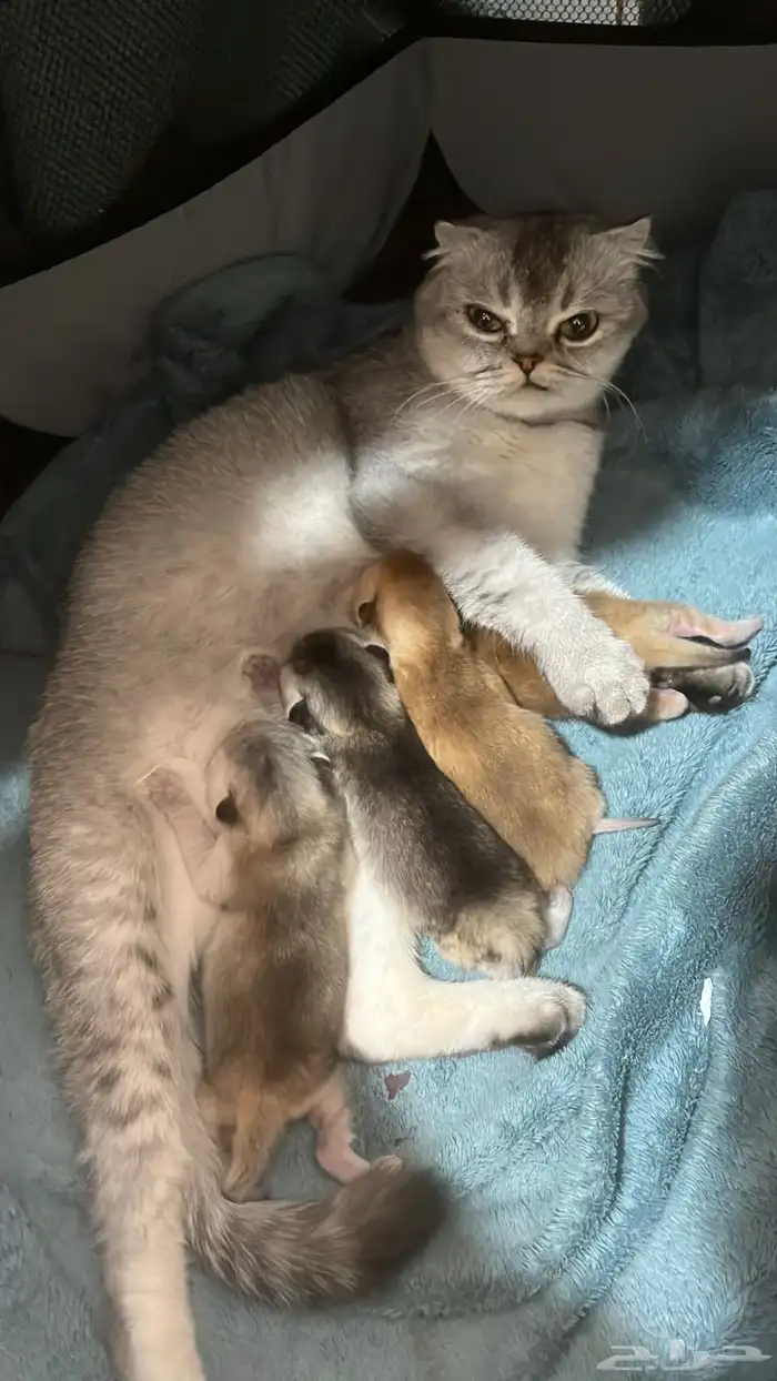 قطه سكوتش فولد تربل 1