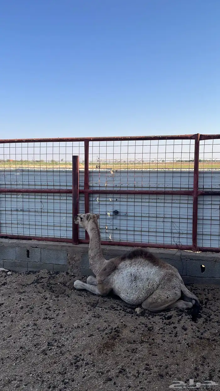 حوار للبيع 5