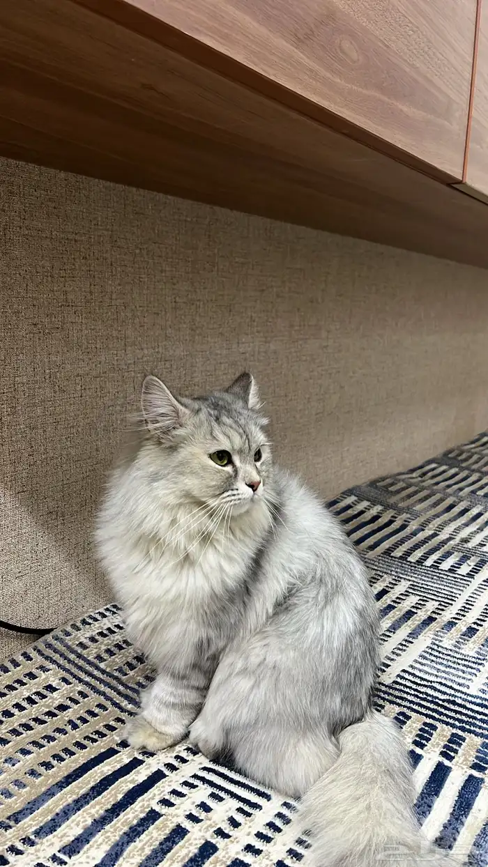 قطه شيرازيه للبيع 0