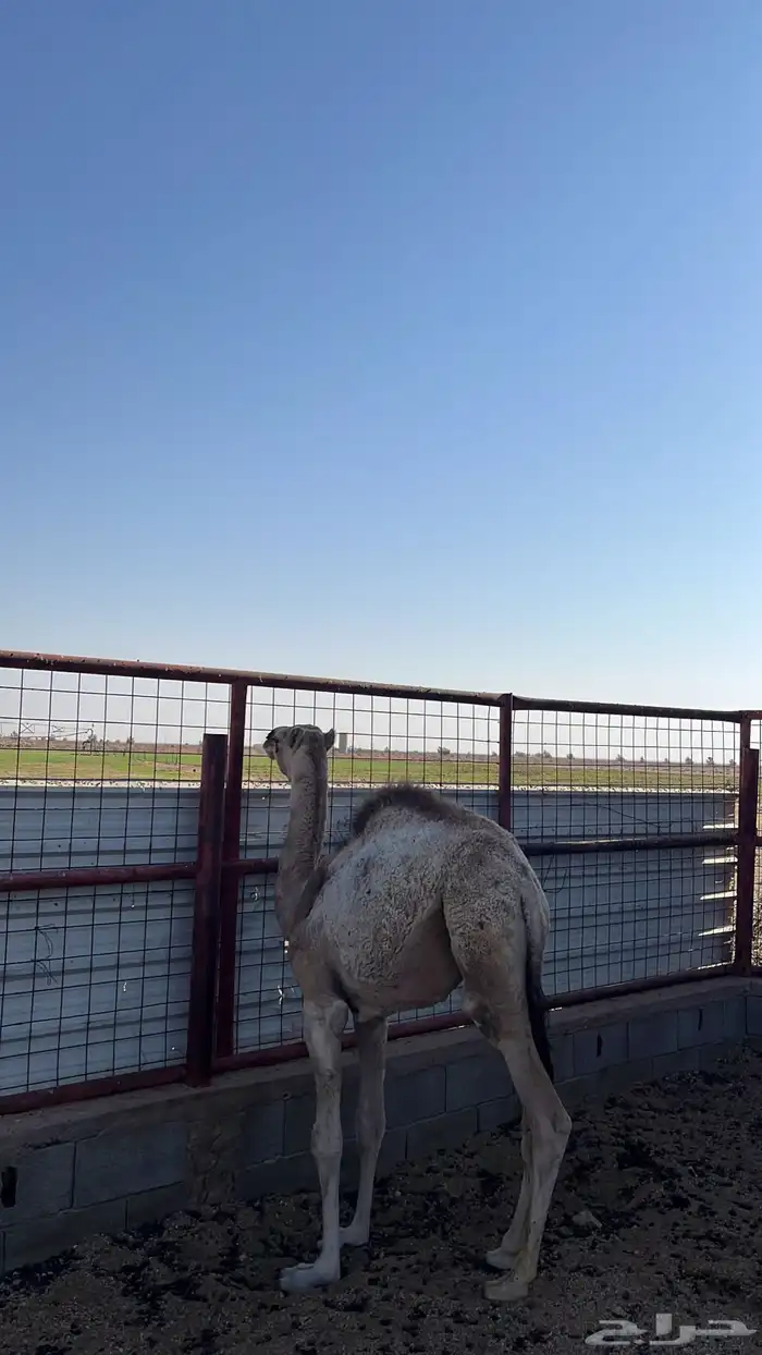 حوار للبيع 6