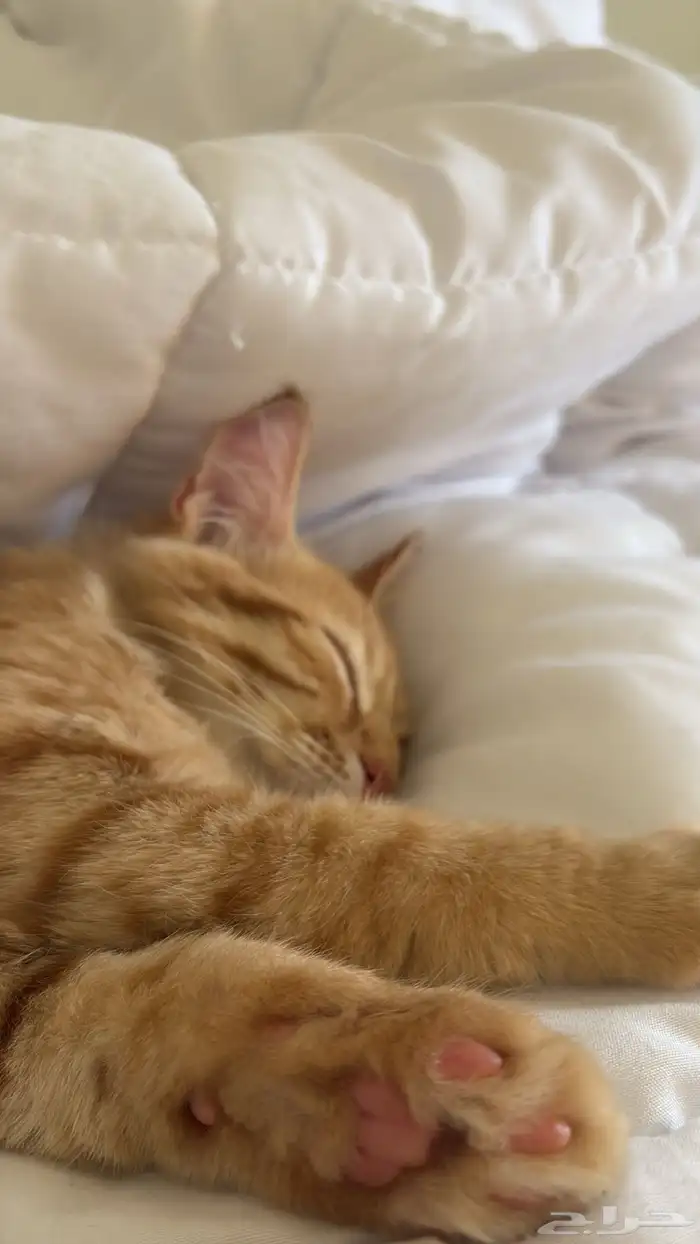 قط برتقالي عمره 4 شهور للتبني جيزان حي الشاطئ 2