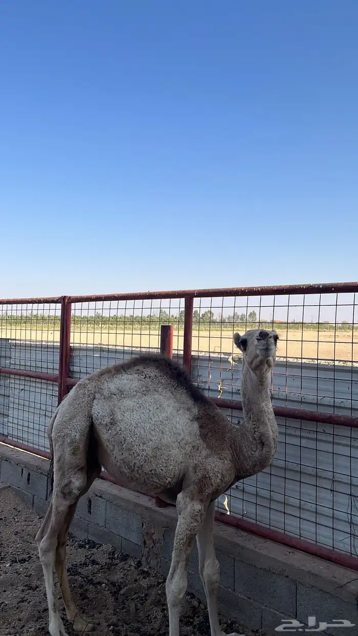 حوار للبيع 3