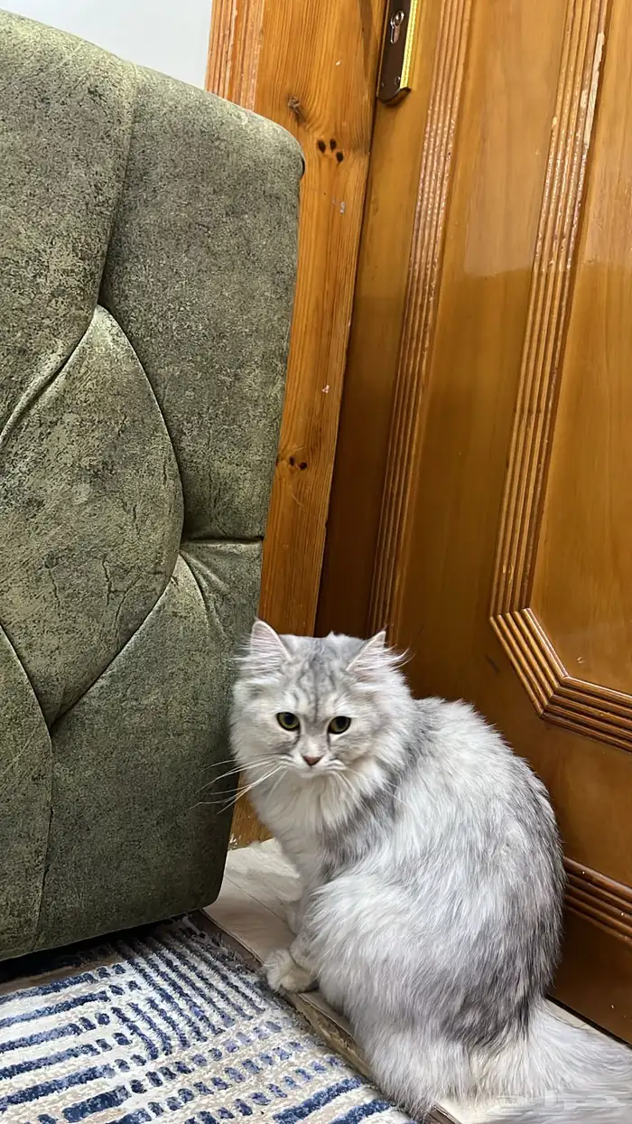 قطه شيرازيه للبيع 3