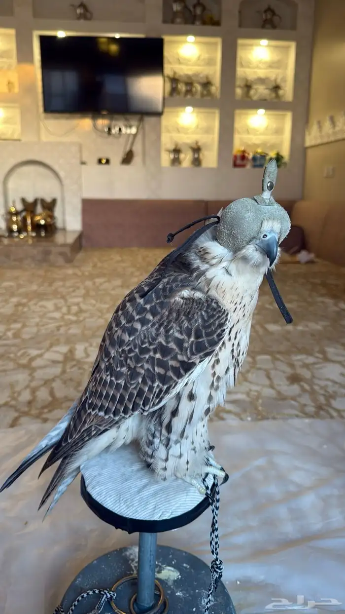 طير حر مثلوث 4