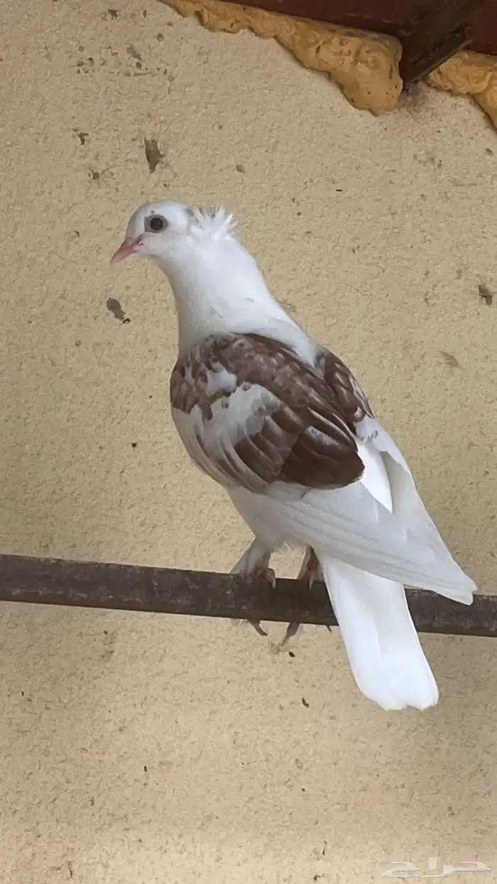 حمام زينه 10 حبات ب110 ريال 3