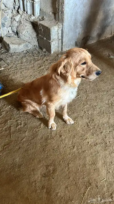 كلب جولدن index