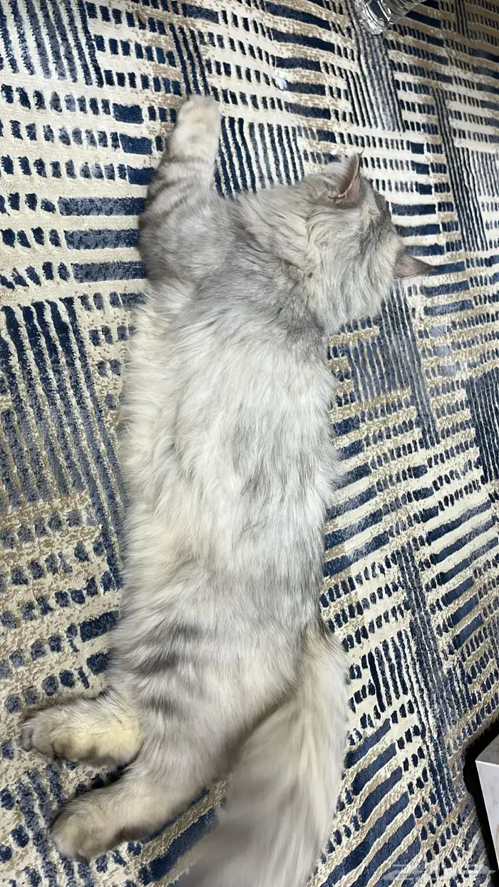 قطه شيرازيه للبيع 2