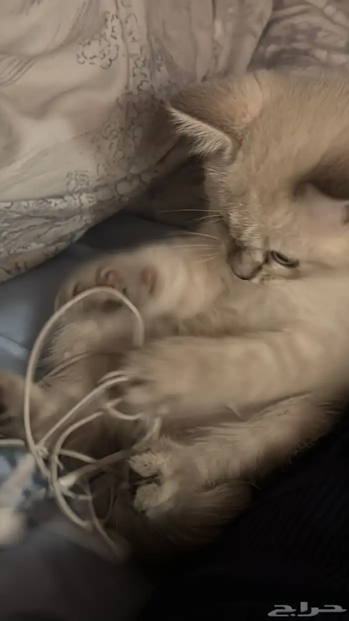 قطه كتن للبيع 1