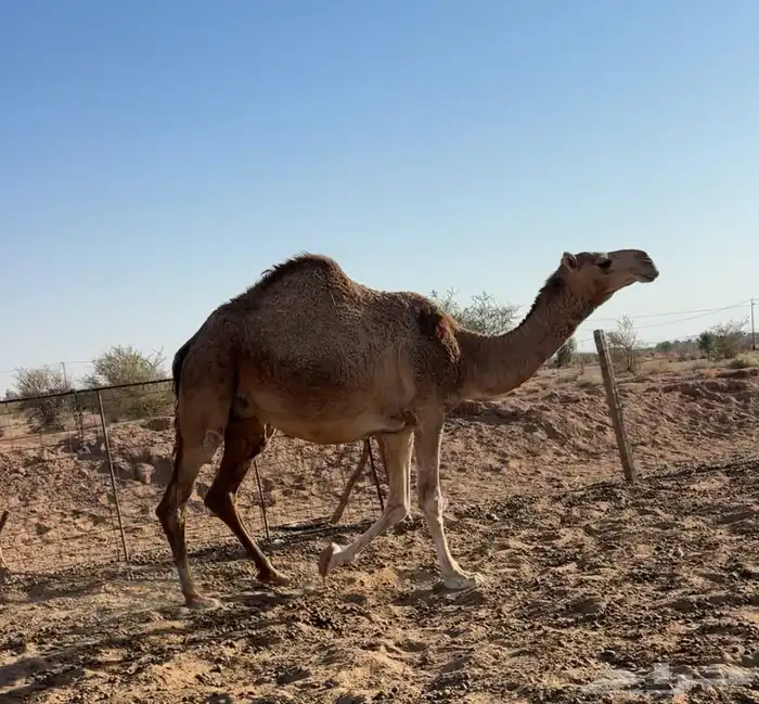 لقحه رباع حمرا 1