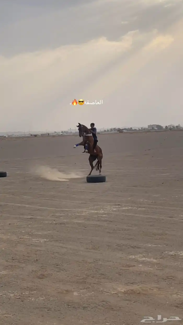 فرس للبيع 11