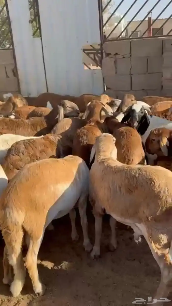 سواكن مرباه 4 شهور 2