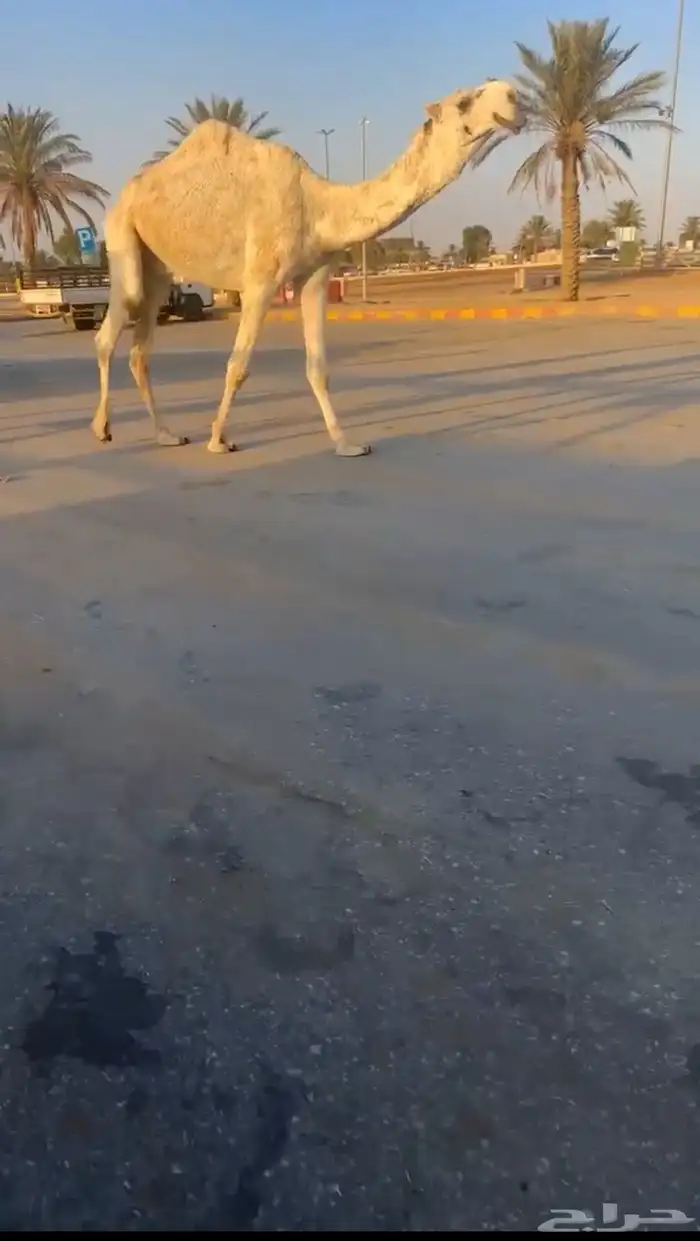 للبيع قعود ثني باتلي 1