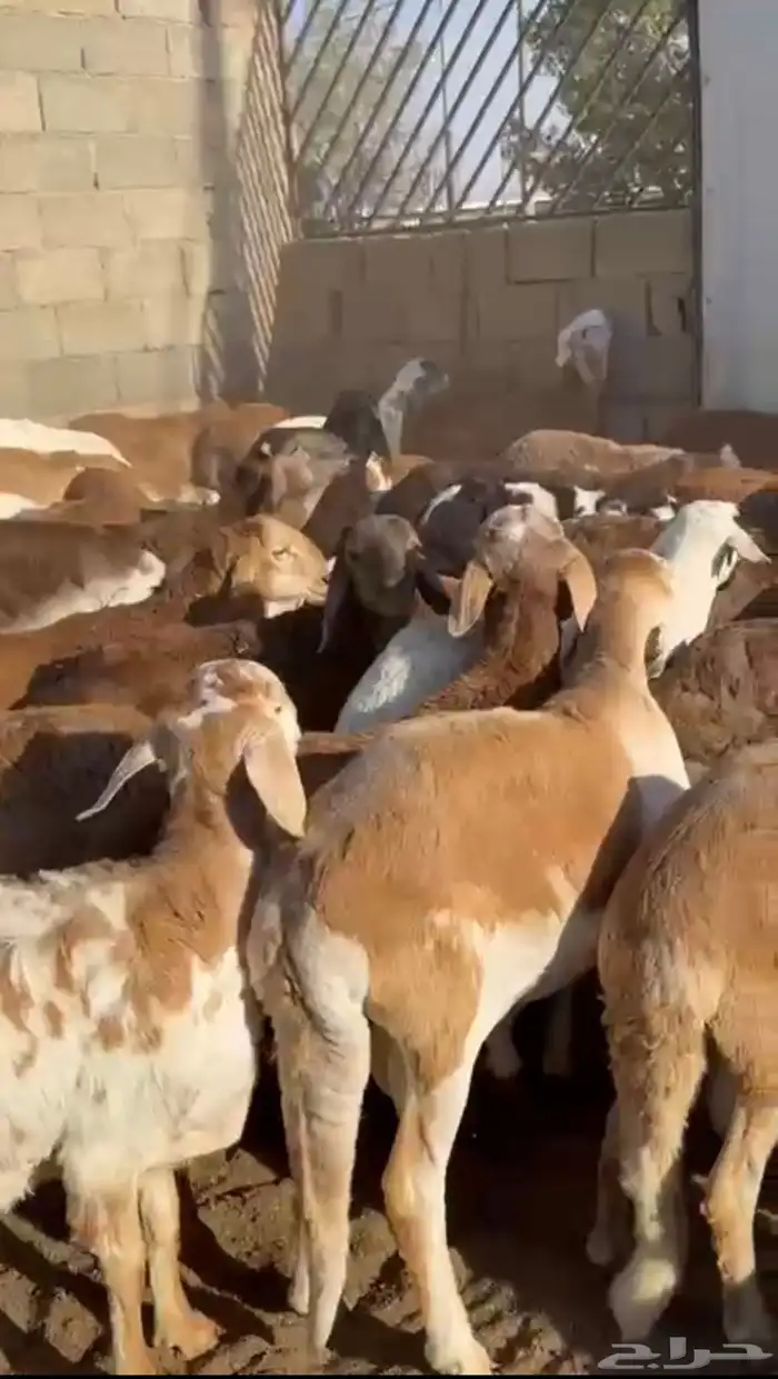 سواكن مرباه 4 شهور 1