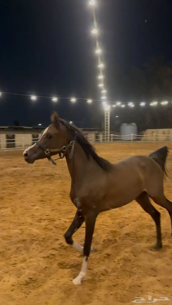 فرس شعبية فاخرة 0