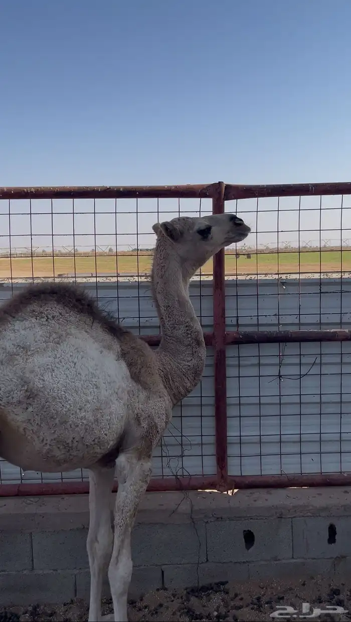 حوار للبيع 1