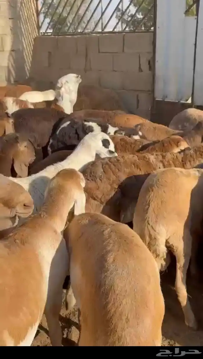 سواكن مرباه 4 شهور 0