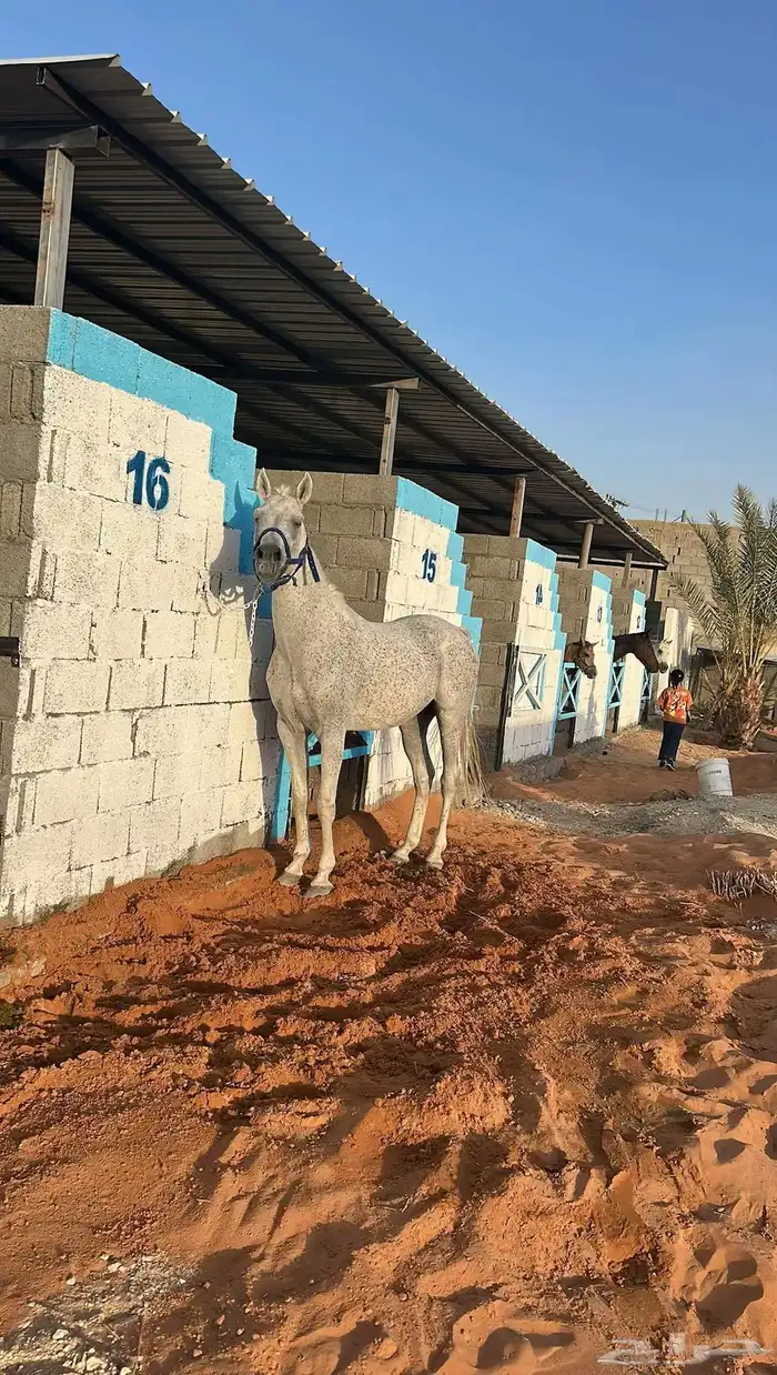 مربط الغيد ايواء خيل 1
