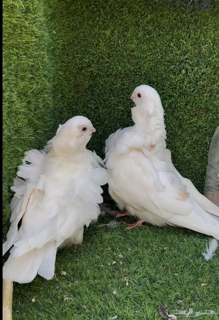 زوج كشكي لمن 0