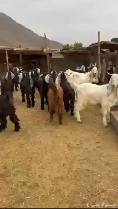 طلي حري طلي سواكني تيس حري صلخ وتوصيل index