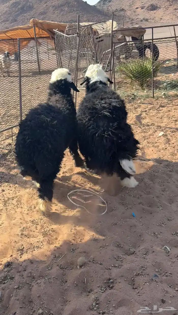 خرفان كايفه شحم 0