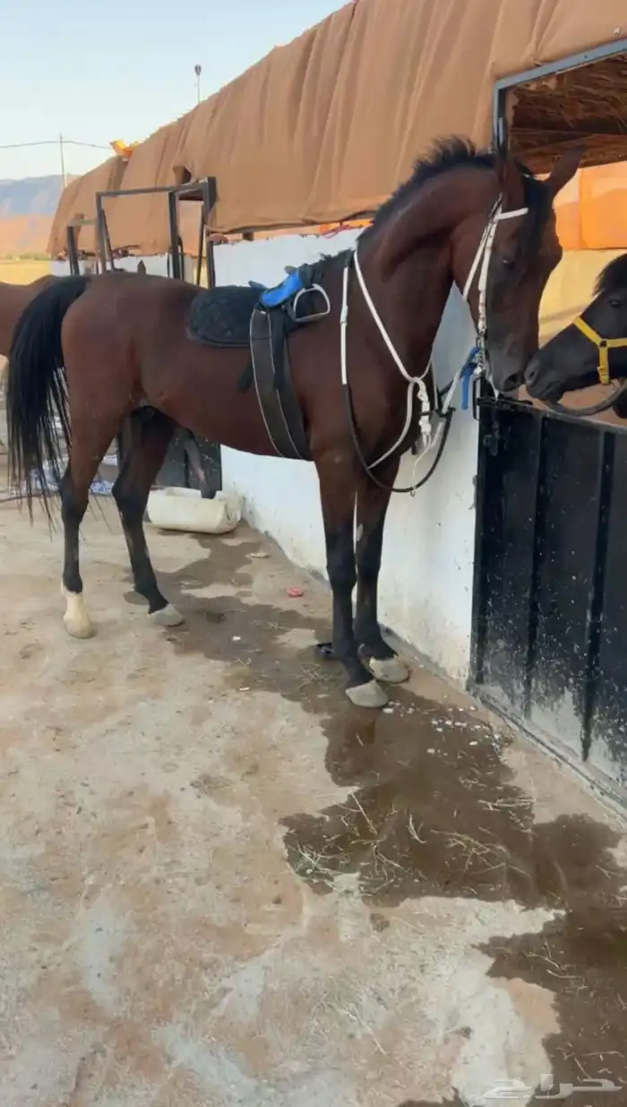 حصان شعبي السلامه سليم طول سبع موقعه قريه شواق 8