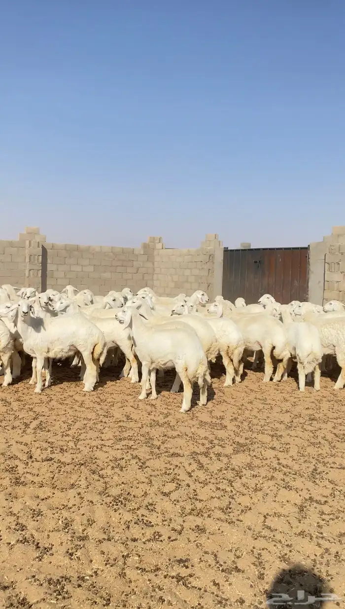 رخال حريات حرش خوات بعض صنف الصنف 116( تم البيع ) 2