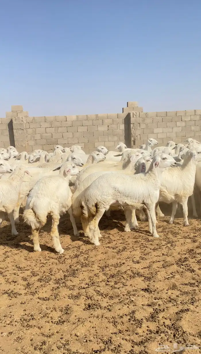 رخال حريات حرش خوات بعض صنف الصنف 116( تم البيع ) 6