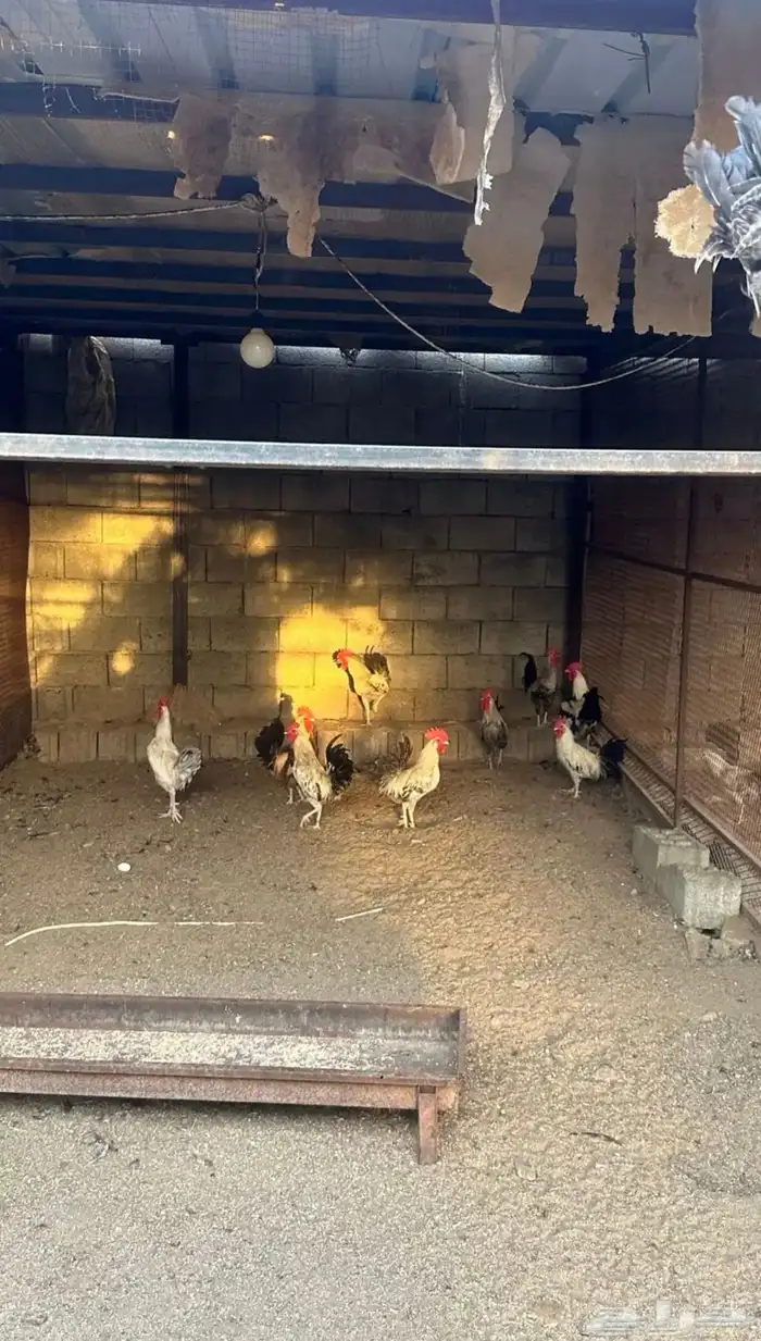 دجاج بلدي و فيومي للبيع 0