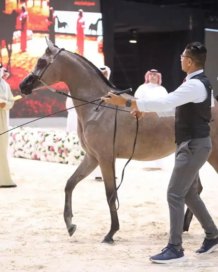 مهرة واهو بأوراقها للبيع 2