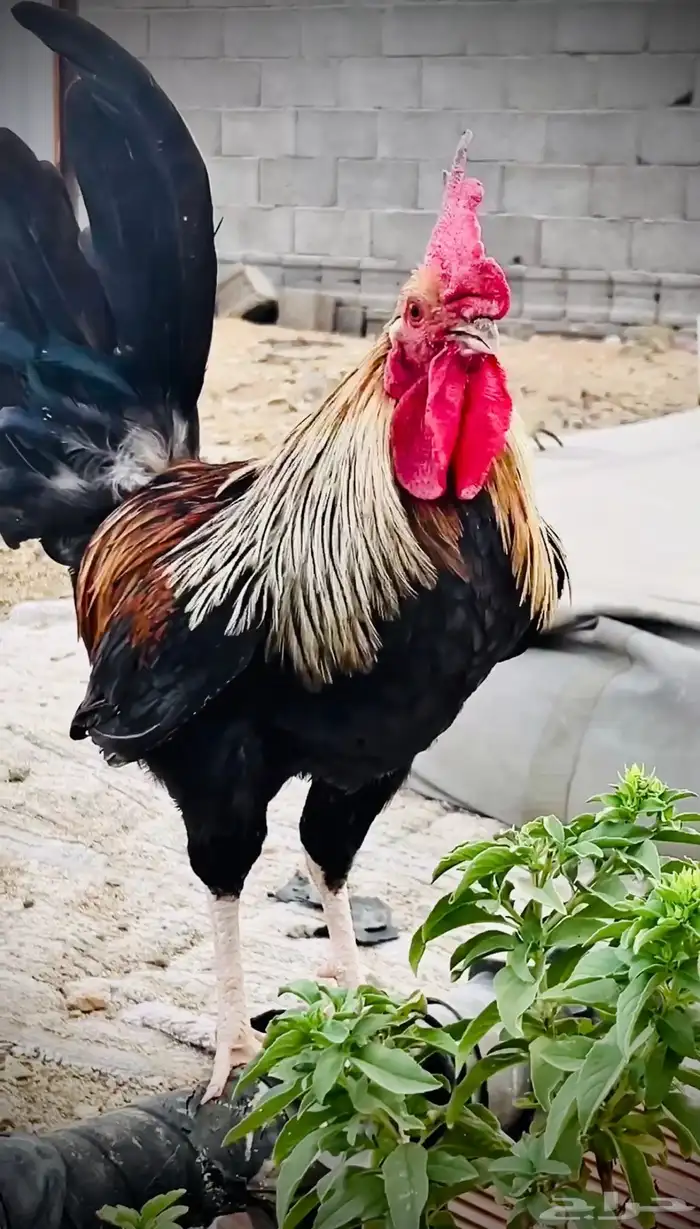 دجاج راجع اعلاناتي 0