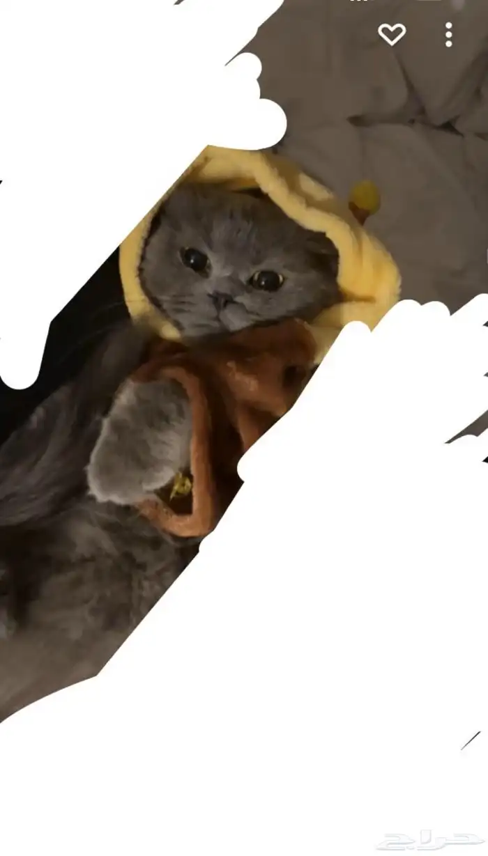 سكوتش بيور انثى للتزاوج 0