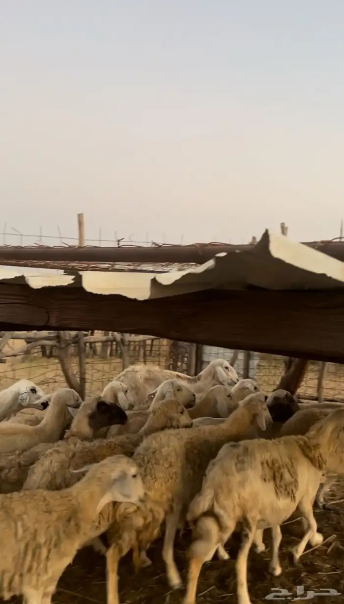 ضان مقاني حرش 22 0