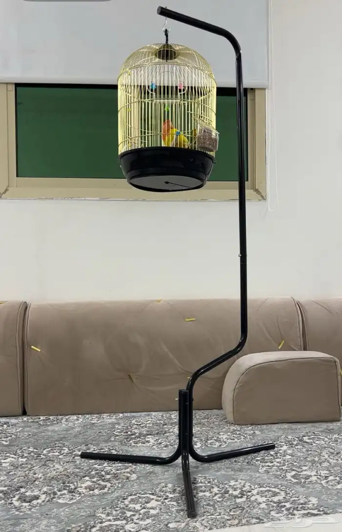 عصافير ببغاء الروز 3