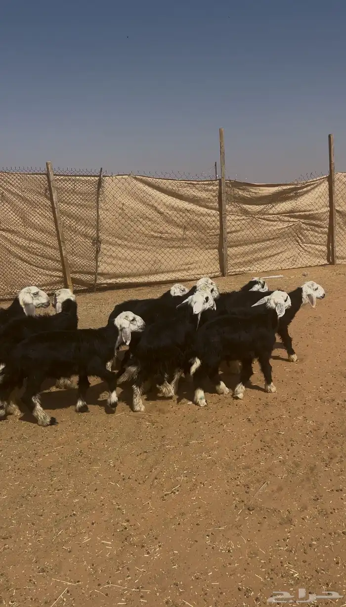 طليان نجد (تم البيع تم البيع) 0