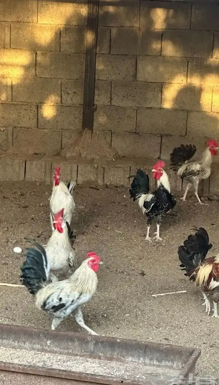 دجاج بلدي و فيومي للبيع 1