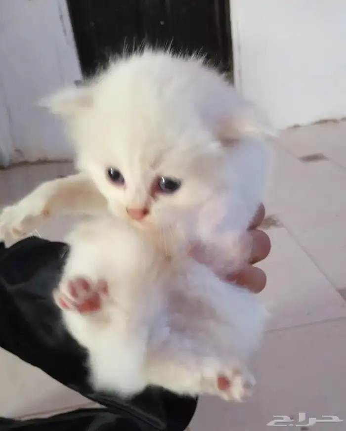 قطه شيرازيه وإنتاجها عددهم 2 للبيع وليس للتبني 0