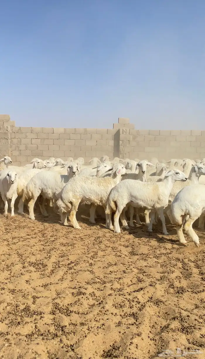 رخال حريات حرش خوات بعض صنف الصنف 116( تم البيع ) 10