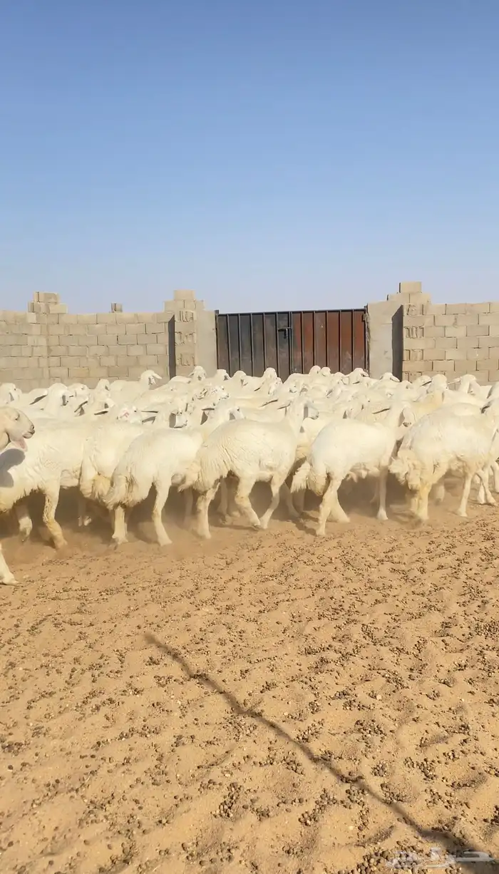 رخال حريات حرش خوات بعض صنف الصنف 116( تم البيع ) 16