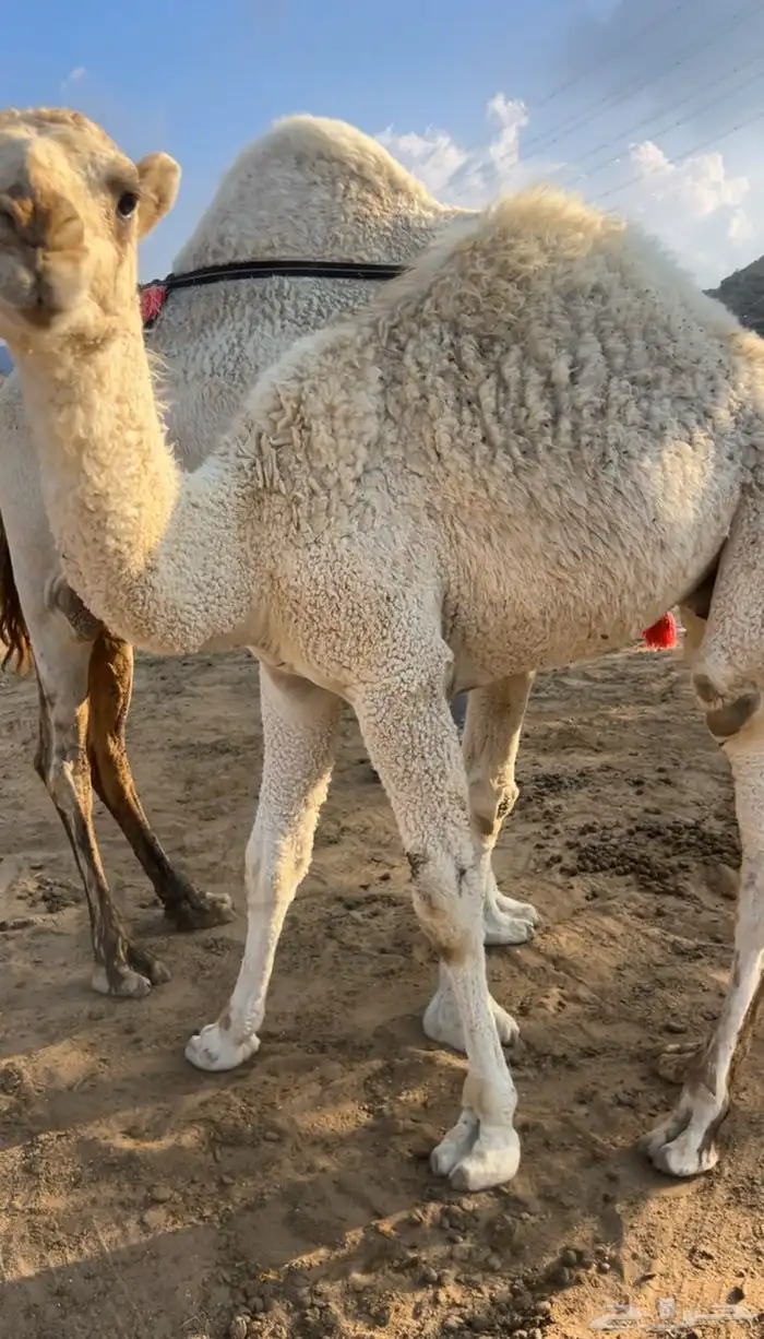 قعود عمره 9 شهور شراكه 0