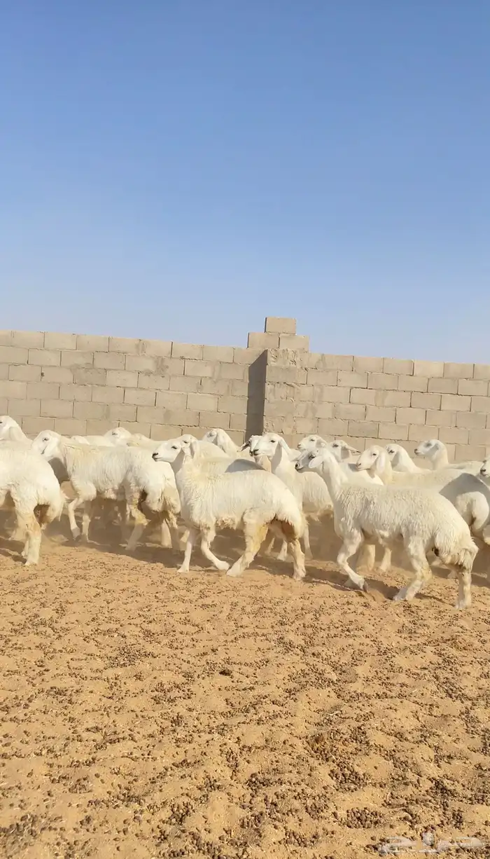 رخال حريات حرش خوات بعض صنف الصنف 116( تم البيع ) 12